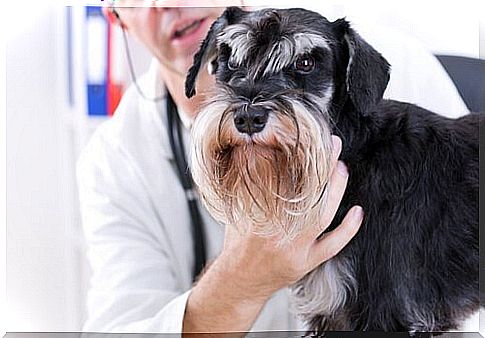 dog being examined by the vet 