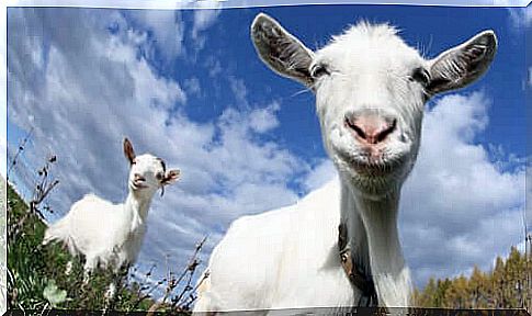 Goats prefer happy people