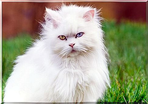 Turkish Angora cat