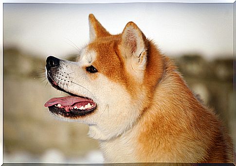 Hachiko symbolically finds her master thanks to a new statue