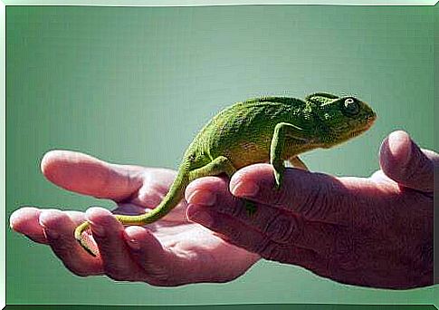 Having a chameleon as a pet: what you need to know