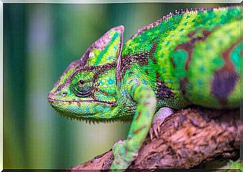 Chameleon