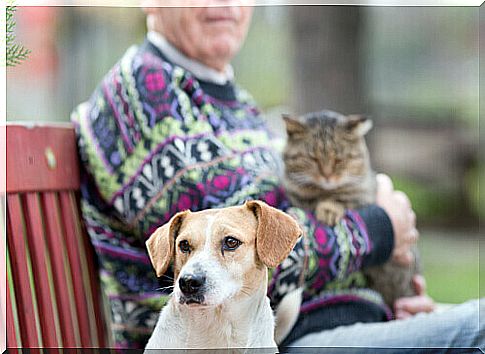 dog-cat-with-elderly