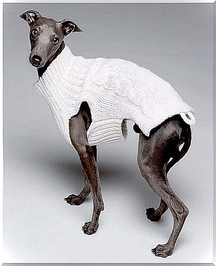 Dog with sweater