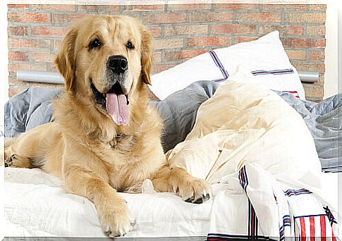 Dog on the bed