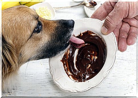 Dog eating chocolate among foods not to be given