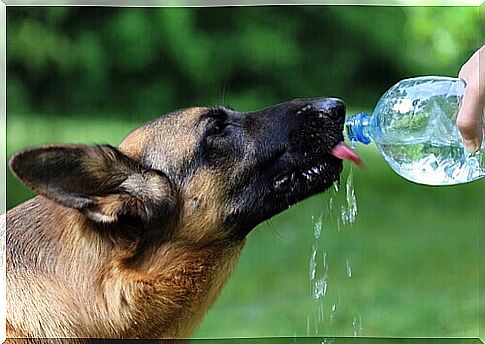 Dog drinks water from the bottle