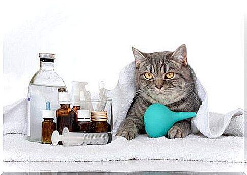 Hereditary diseases in cats: which are the most common?