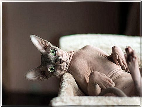 Canadian Sphynx.