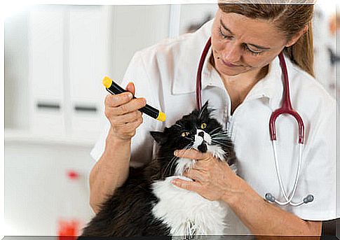 Veterinarian visiting a Persian cat.