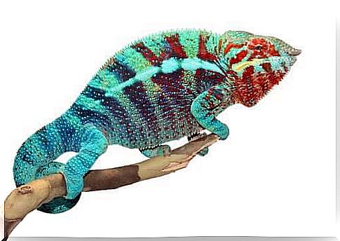 Here's how chameleons change color