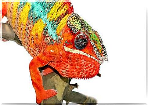 Panther chameleon changes color to become red.