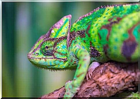 Green chameleon on a tree.