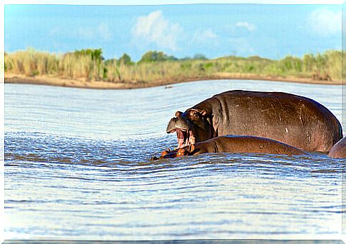 two Hippos swim in a river 