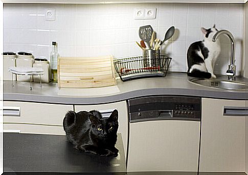 cats-in-the-kitchen