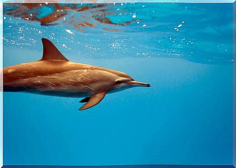 Dolphin swimming