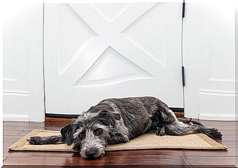 Dog rests on a doormat in front of a white door