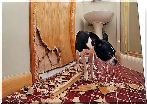 Dog next to a door destroyed by its bites