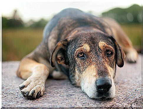 cane maltrattato seduto per terra