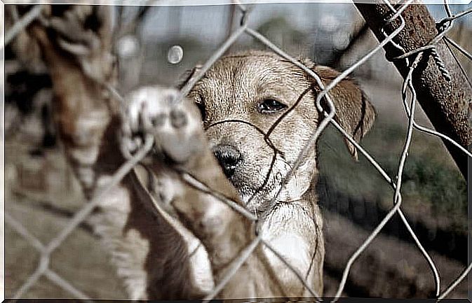 puppy behind a net