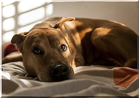 A female pit bull rests in the shade