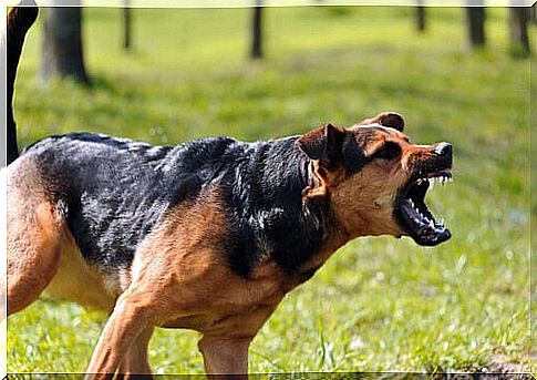 Angry dog ​​barks in a park