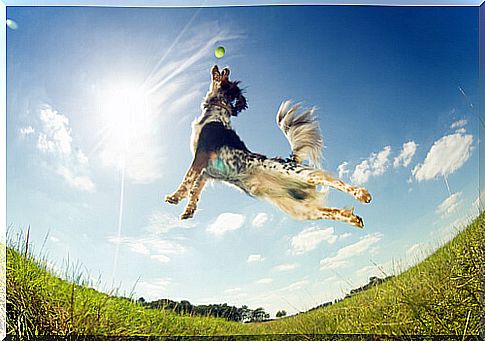 jumping-dog