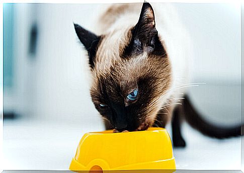 Siamese cat eating