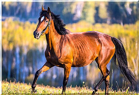 a brown horse walks in the fresh air