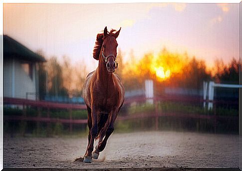 bay horse runs at sunset