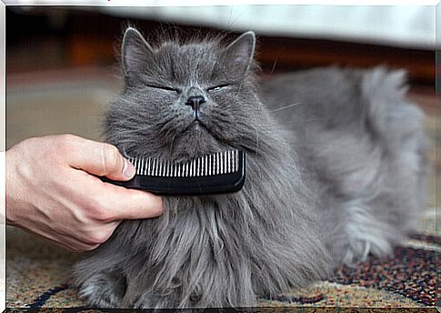 How to choose the best comb for your cat