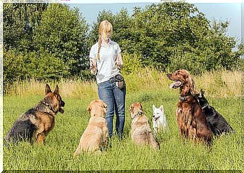 How to choose a dog sitter for your dog