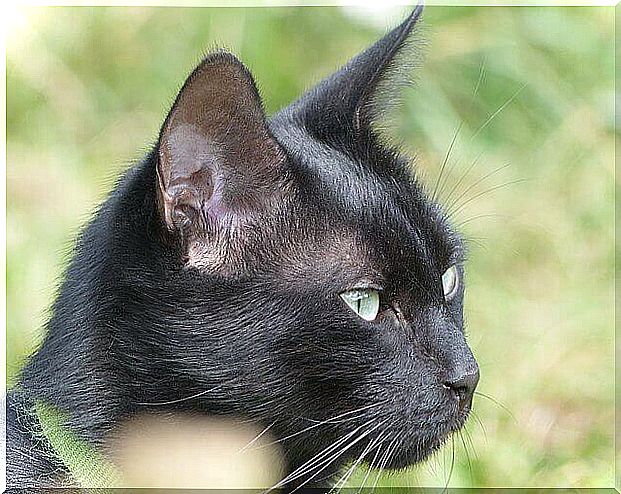 How to clean your cat's ears correctly