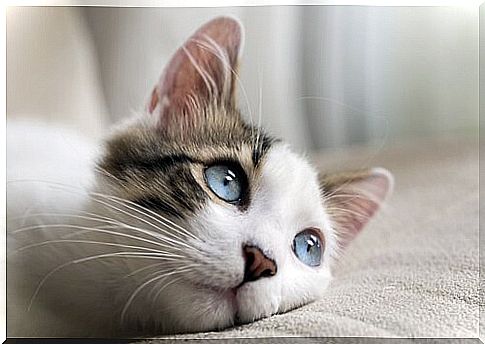 a kitten rests its head on a pillow