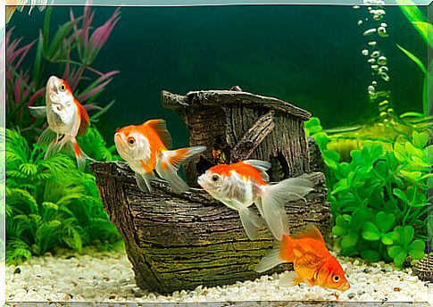 some goldfish in an aquarium with vegetable pebbles and ornaments