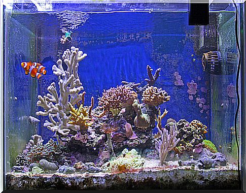 a complete aquarium with corals and tropical fish