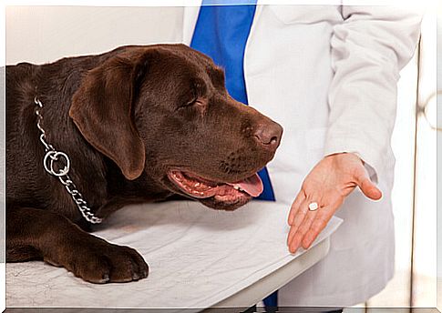 How to get your dog to ingest the tablets