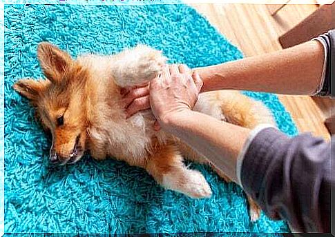 How to give a dog heart massage?