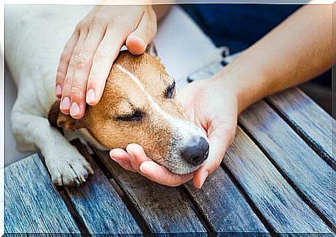 Sick dog stroked by his master.