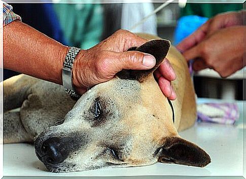 Two doctors intervene on a sick dog.