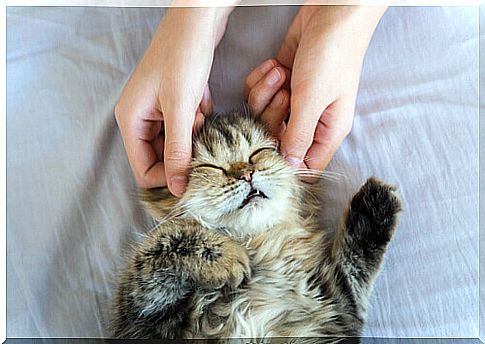 How to give cat massages correctly