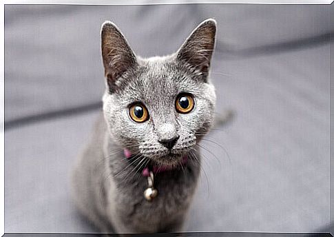 gray cat