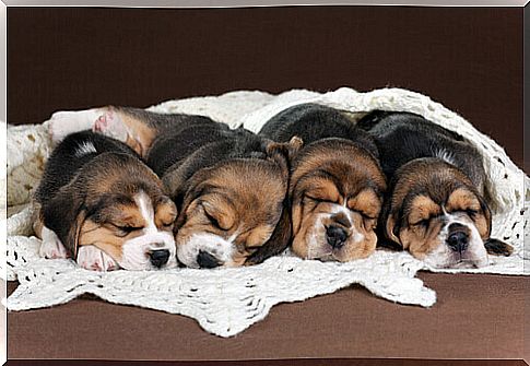 beagle-puppies