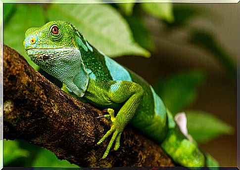 How to keep an iguana indoors as a pet