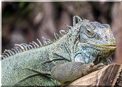 iguana rests on a log