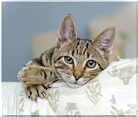 cat-in-the-armchair