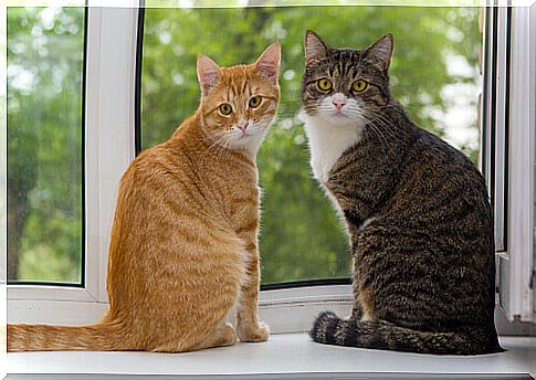 cats-in-front-the-window