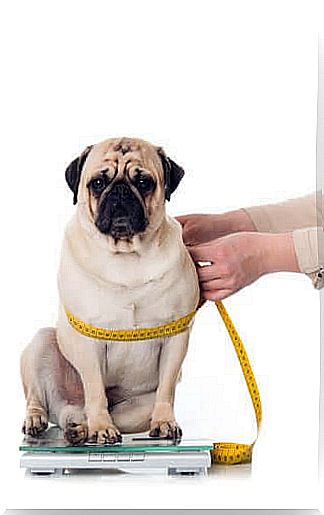 How to measure your dog