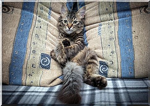 How to prevent the cat from climbing on the sofa