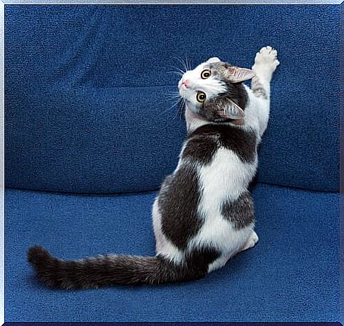 a cat scratches a blue sofa